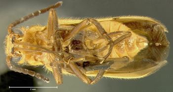 Media type: image;   Entomology 29834 Aspect: habitus ventral view